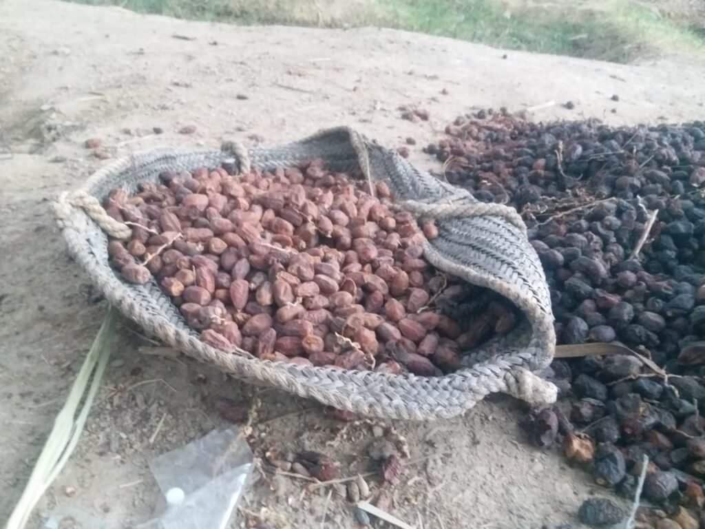 Unheard Ordeals Of Baluchistan’s Desperate Date Palm Farmers
