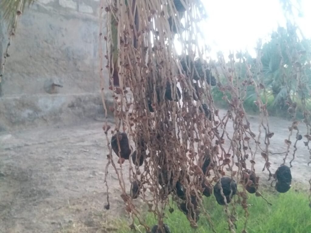 Unheard Ordeals Of Baluchistan’s Desperate Date Palm Farmers
