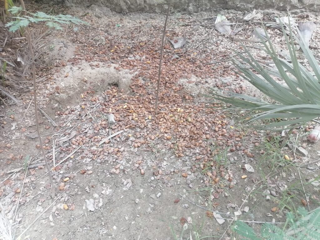 Unheard Ordeals Of Baluchistan’s Desperate Date Palm Farmers