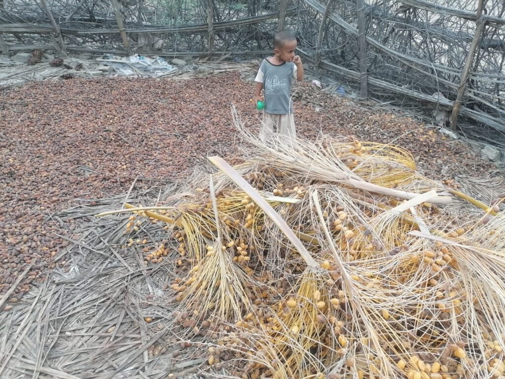 Unheard Ordeals Of Baluchistan’s Desperate Date Palm Farmers