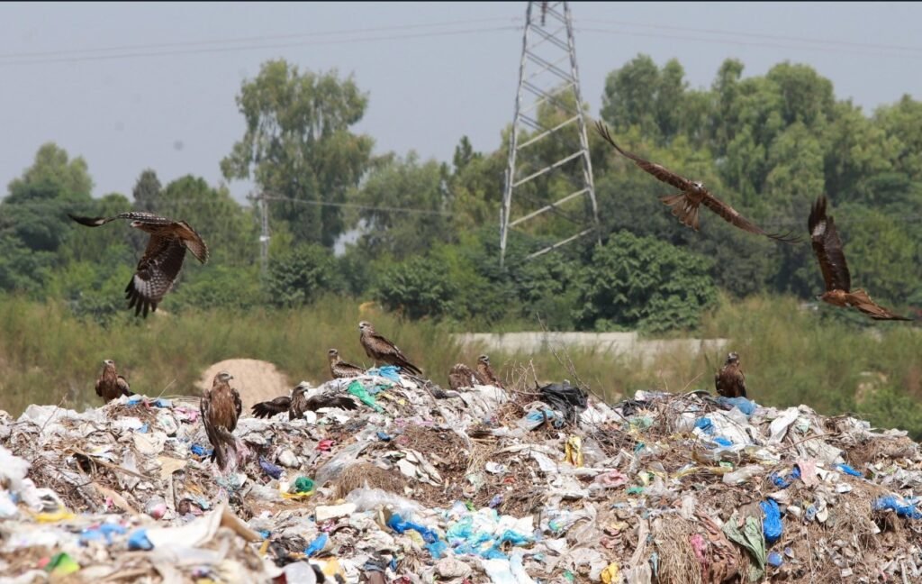 Can Pakistan & India be Nemesis of Environmental Pollution?