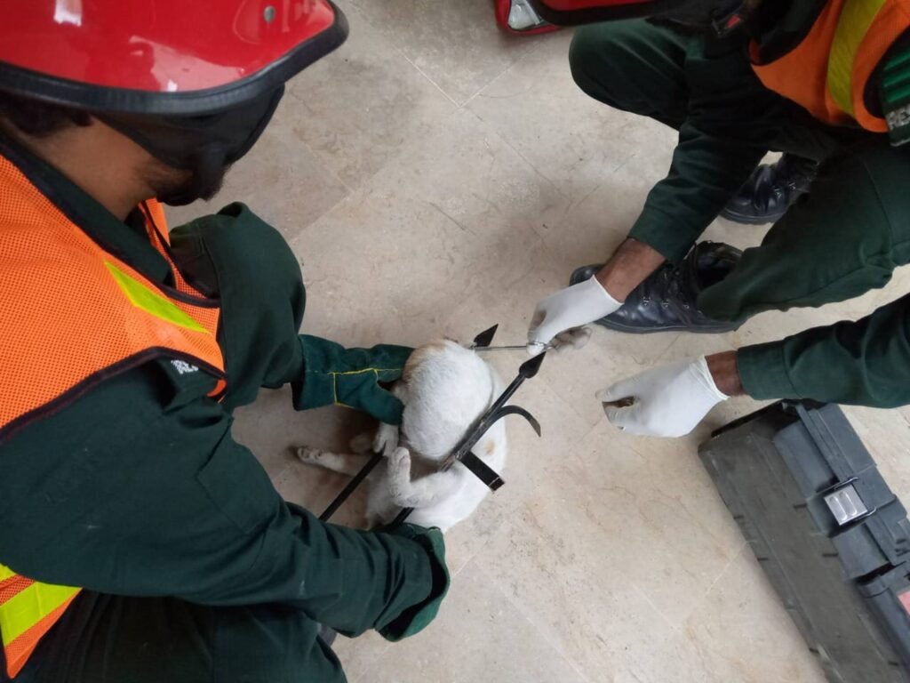 Cat Saved by Rescue 1122 After Falling on Safety Grill