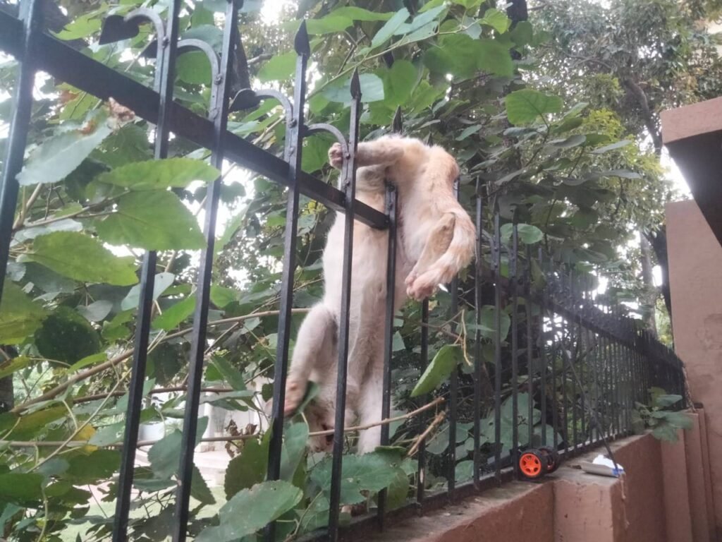 Cat Saved by Rescue 1122 After Falling on Safety Grill