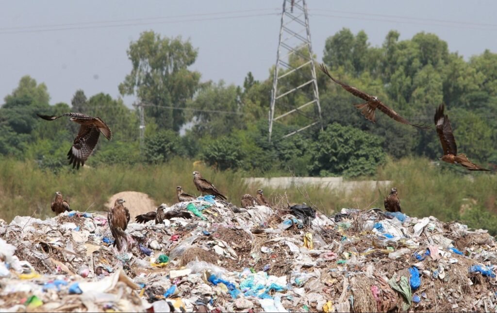 Can Pakistan & India be Nemesis of Environmental Pollution?
