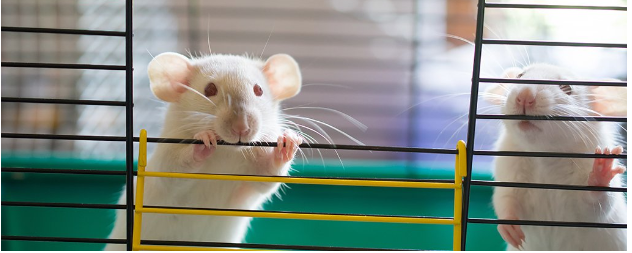 Experiment in Rejuvenating Old Animals. 