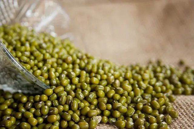 Mungw Farmers Urged To Finish Growing Mung In March - ThePenPK