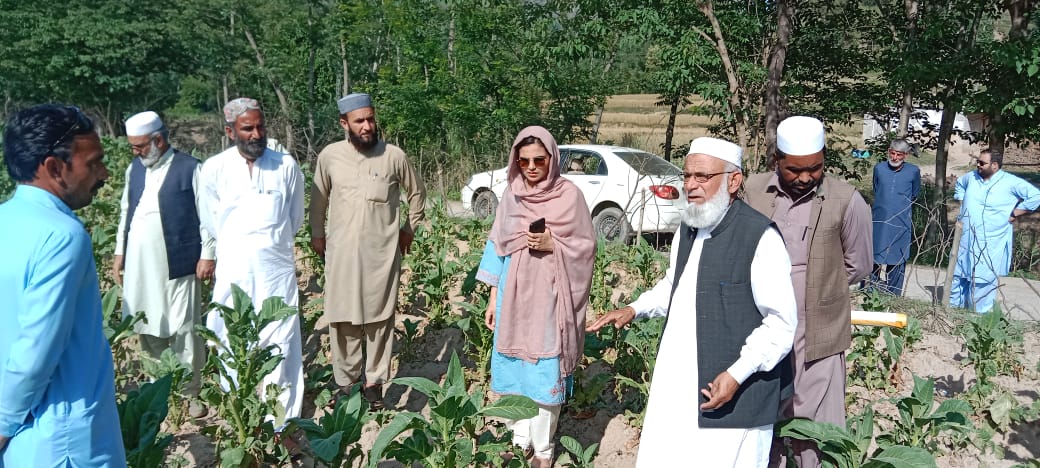 Mansehra: Heavy Rain and Hailstorms Damage Tobacco Crops In Mansehra