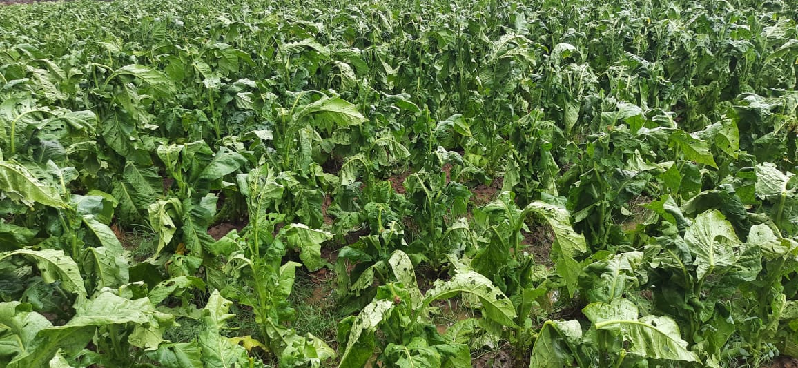 Mansehra: Heavy Rain and Hailstorms Damage Tobacco Crops In Mansehra