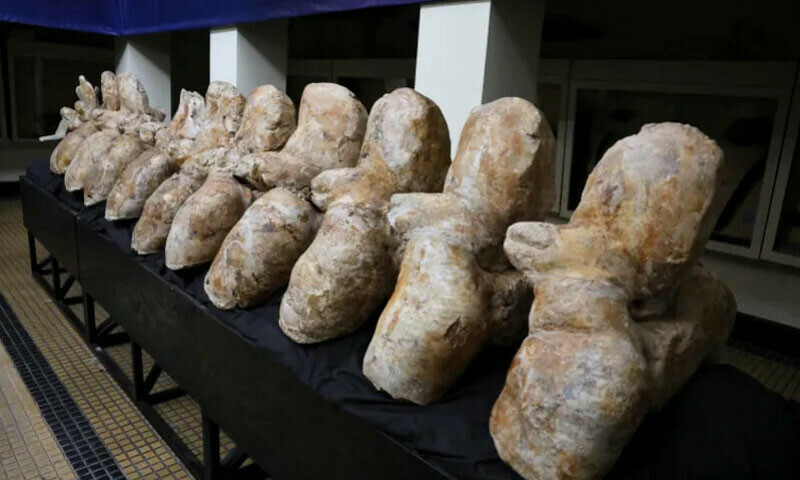 Remains Of World’s Heaviest Whale Discovered In Peru