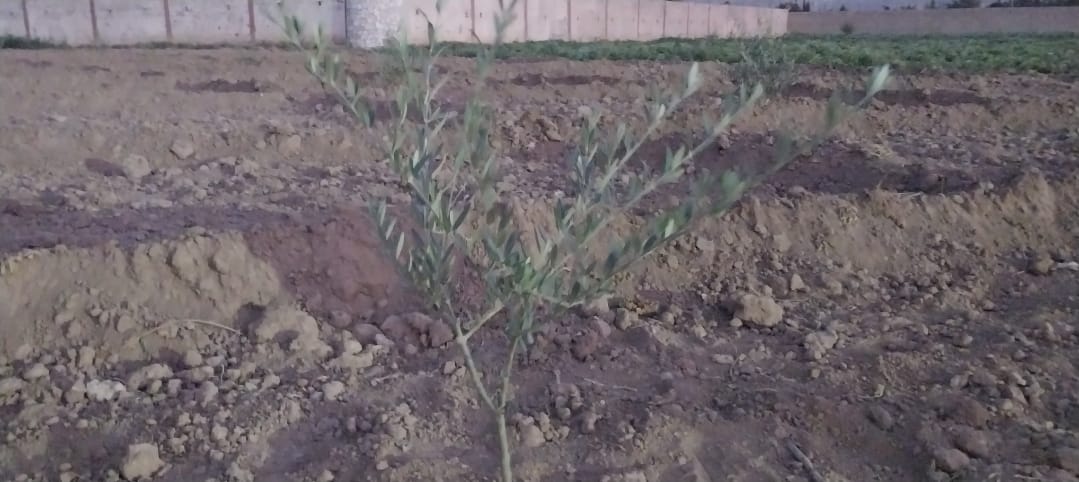 Olive Farming Offers New Economic Horizons in Balochistan