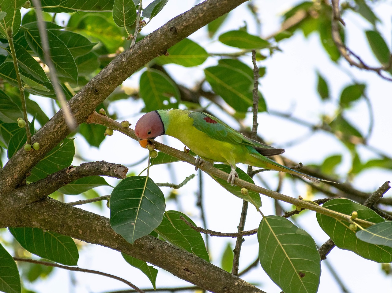 Alarming Decline Threatens Parrot Populations in Pakistan.