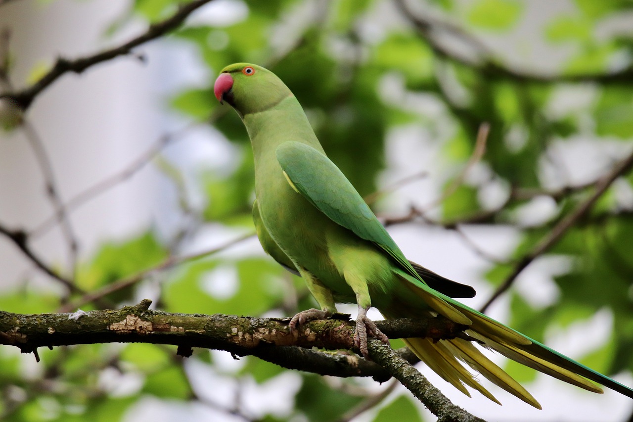 Alarming Decline Threatens Parrot Populations in Pakistan - ThePenPK