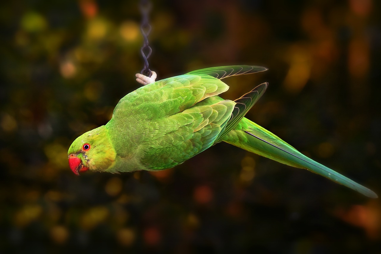 Alarming Decline Threatens Parrot Populations in Pakistan