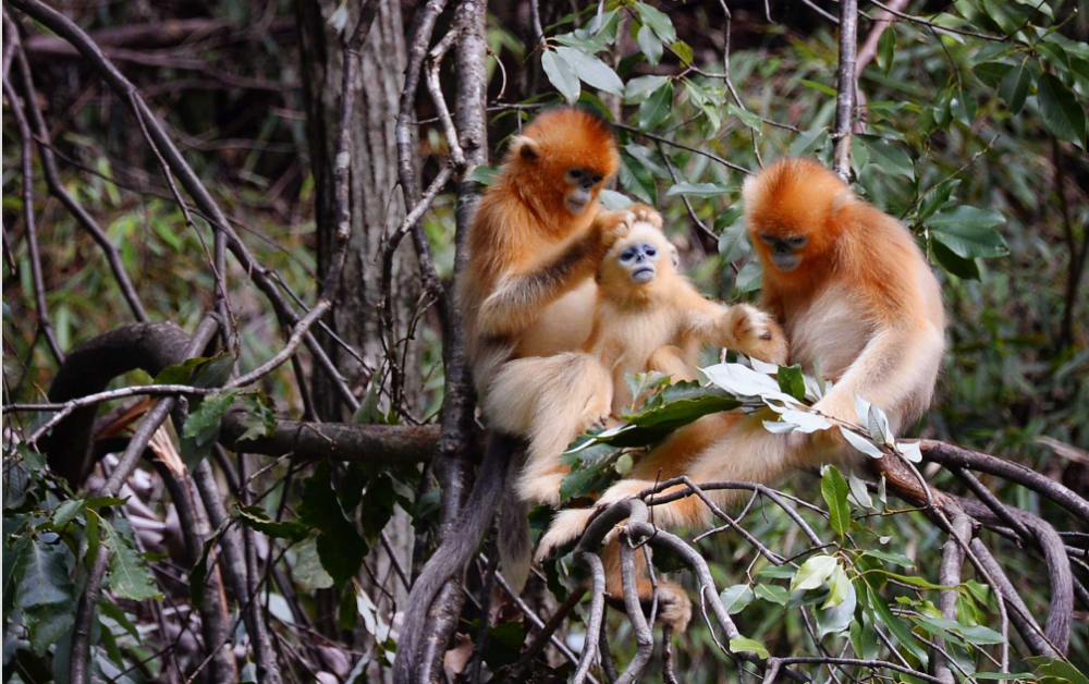 Protecting Nature, Enhancing Lives