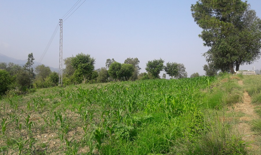 Back to the Village of My Birth