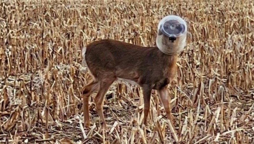 Deer in America Found with Plastic Container Stuck on Head 