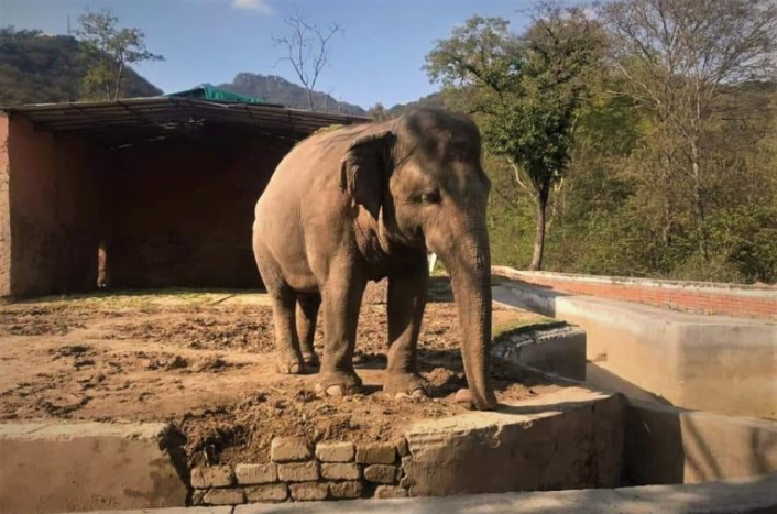 Legal Battle Looms Over Islamabad Zoo Reestablishment