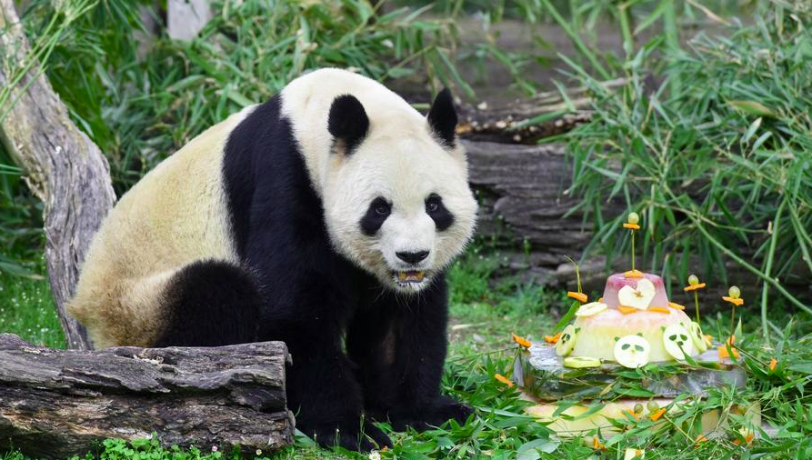Giant Panda Parents, Cubs Back in China