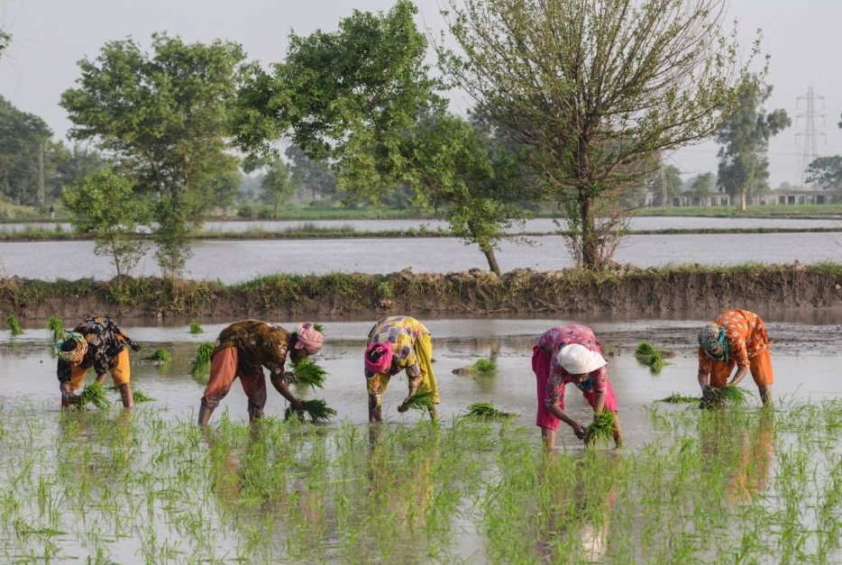 Pakistan's Agri Sector Key to Global Food Security: Jadoon
