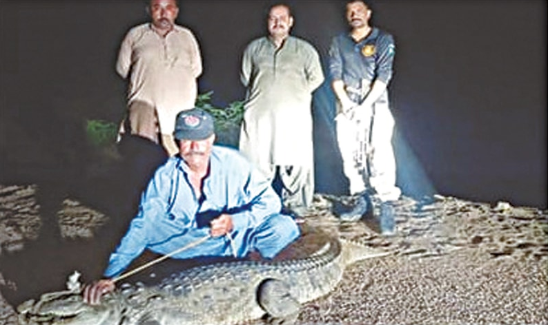 Locals Catch Marsh Crocodile Near Jiwani Port