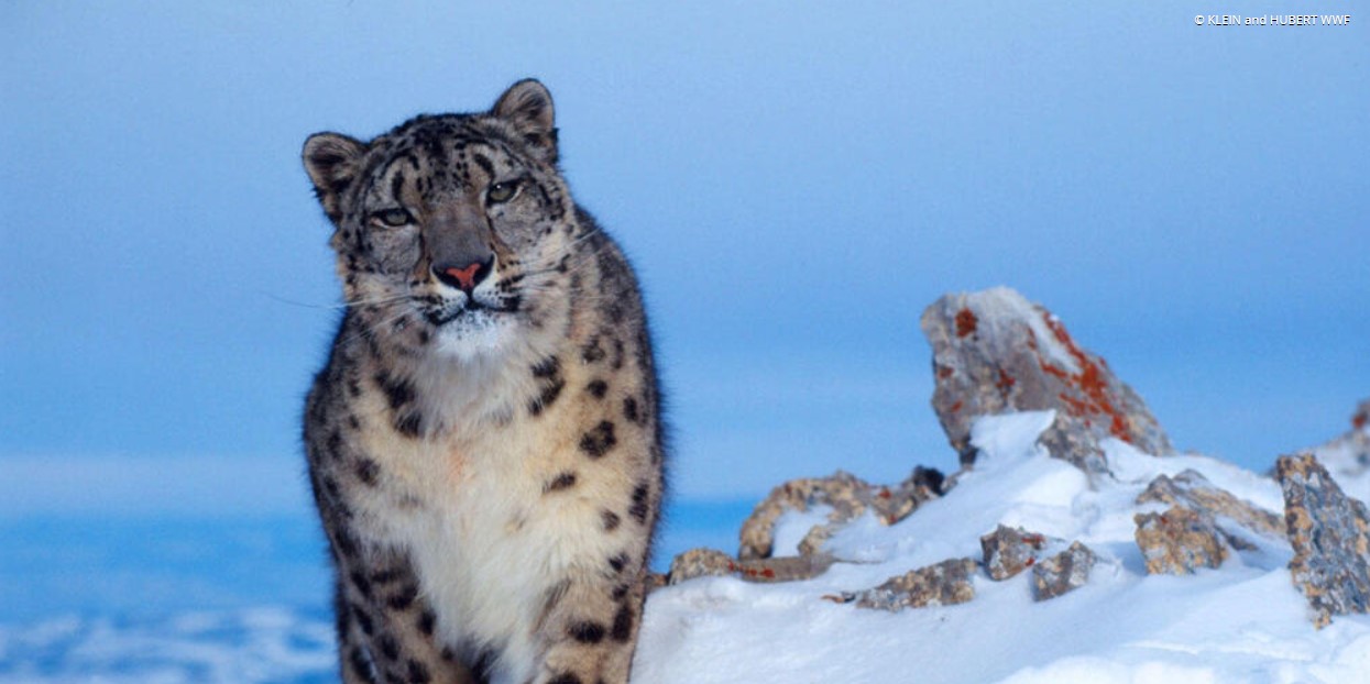 GB Infrastructure Poses Threat to Snow Leopards: WWF Study