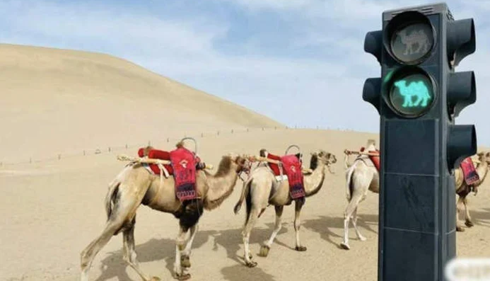 China’s Kumtag Desert Camels Get Their Own Traffic Lights