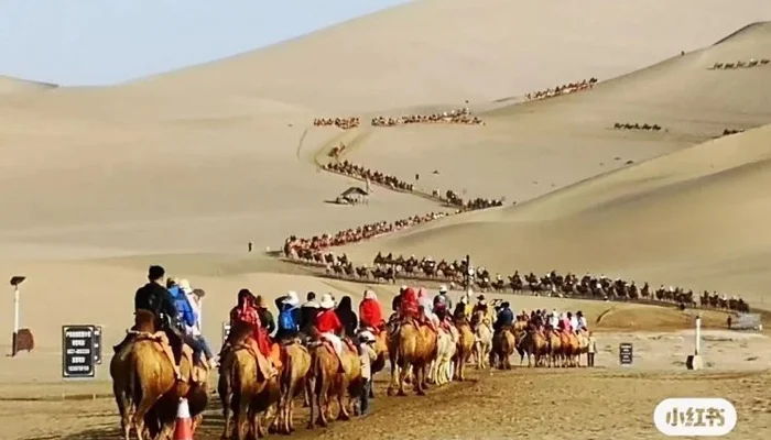 In a unique initiative, local authorities in China's Kumtag Desert are set to introduce traffic signals to assist the movement of camels.