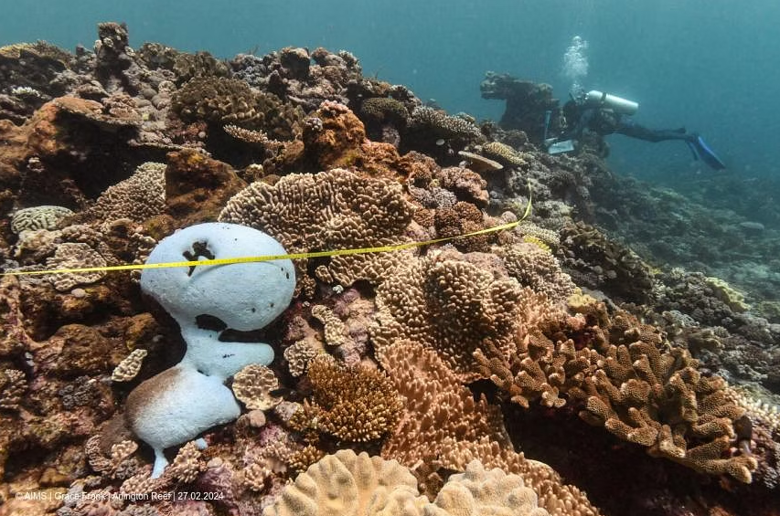 Global Coral Bleaching Event Expanding to New Countries: Scientists