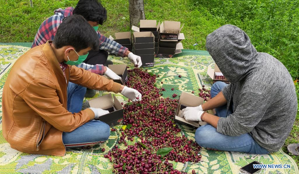 From Peaks to Plates: Gilgit-Baltistan Cherries Hit Global Markets
