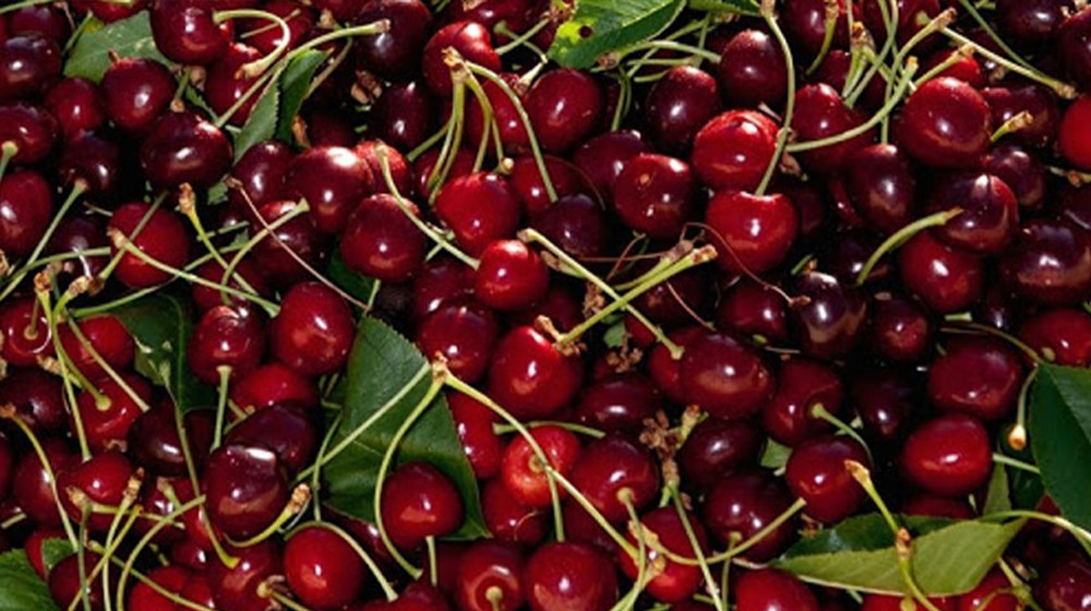 From Peaks to Plates: Gilgit-Baltistan Cherries Hit Global Markets