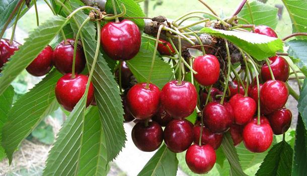 From Peaks to Plates: Gilgit-Baltistan Cherries Hit Global Markets