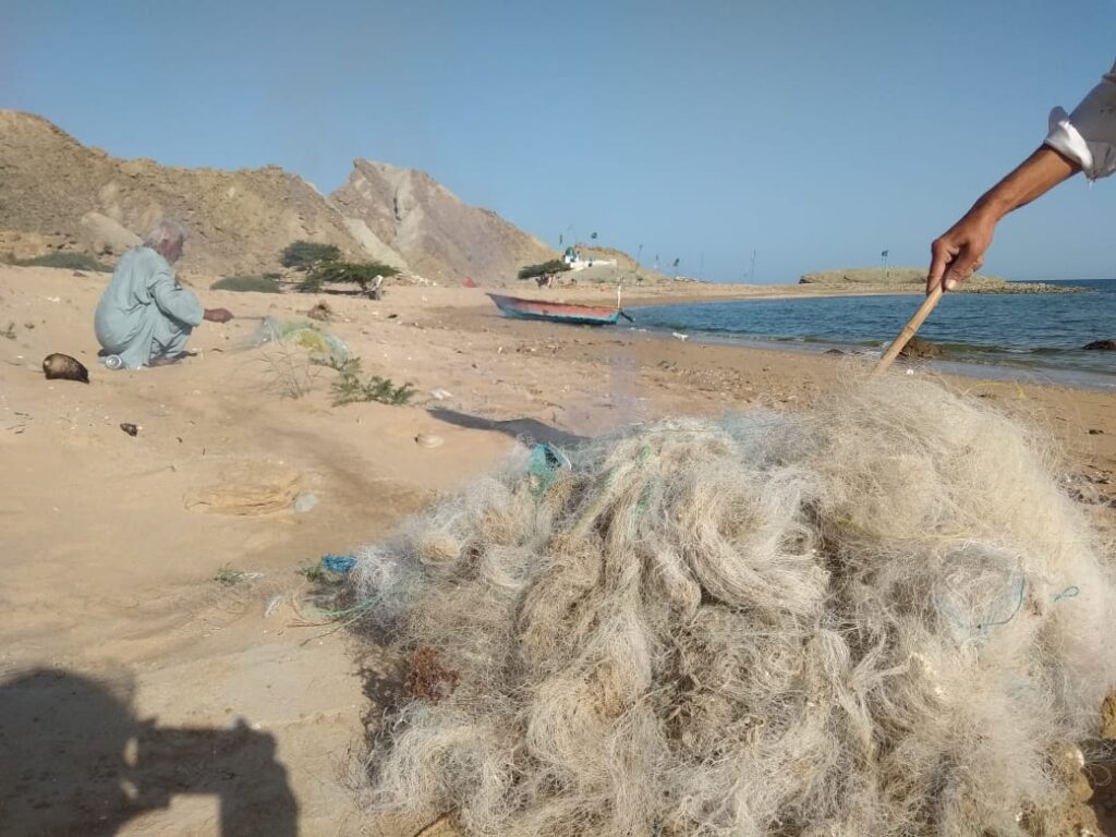 Balochistan's Coastal Turtles Under Threat from Rising Pollution