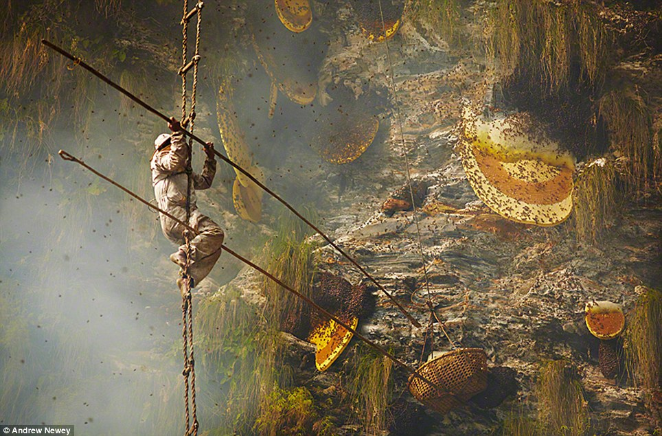 Climate Change Hits Nepal's Honey Hunters