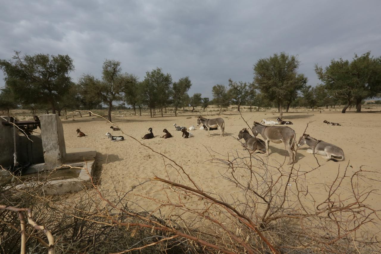 Displacement Crisis in Thar's Coal Mining Frontier