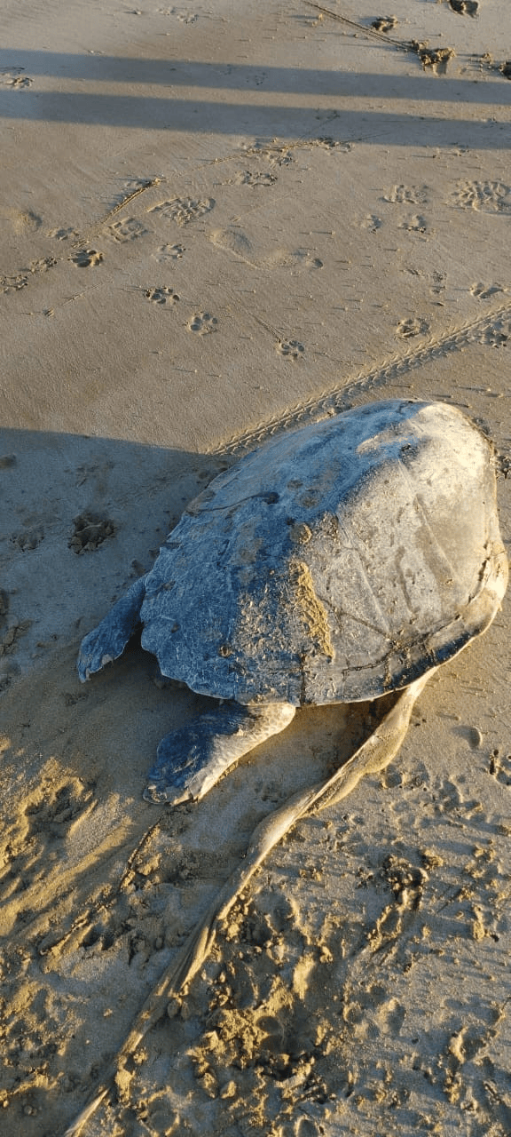 Third green turtle found dead on Pasni coast in December