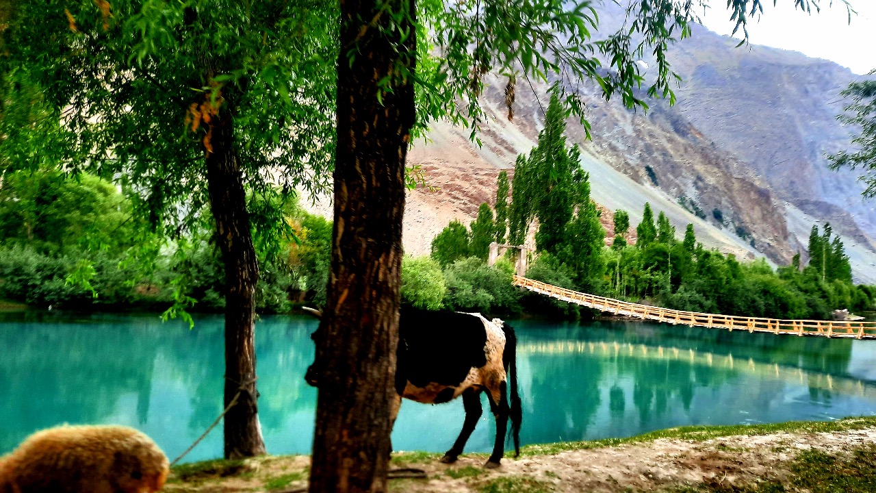 Can Forests Save Pakistan from Climate Extremes?