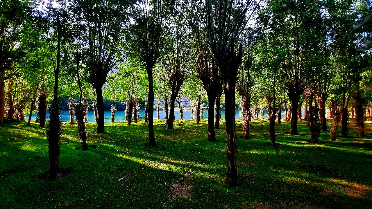 Can Forests Save Pakistan from Climate Extremes?