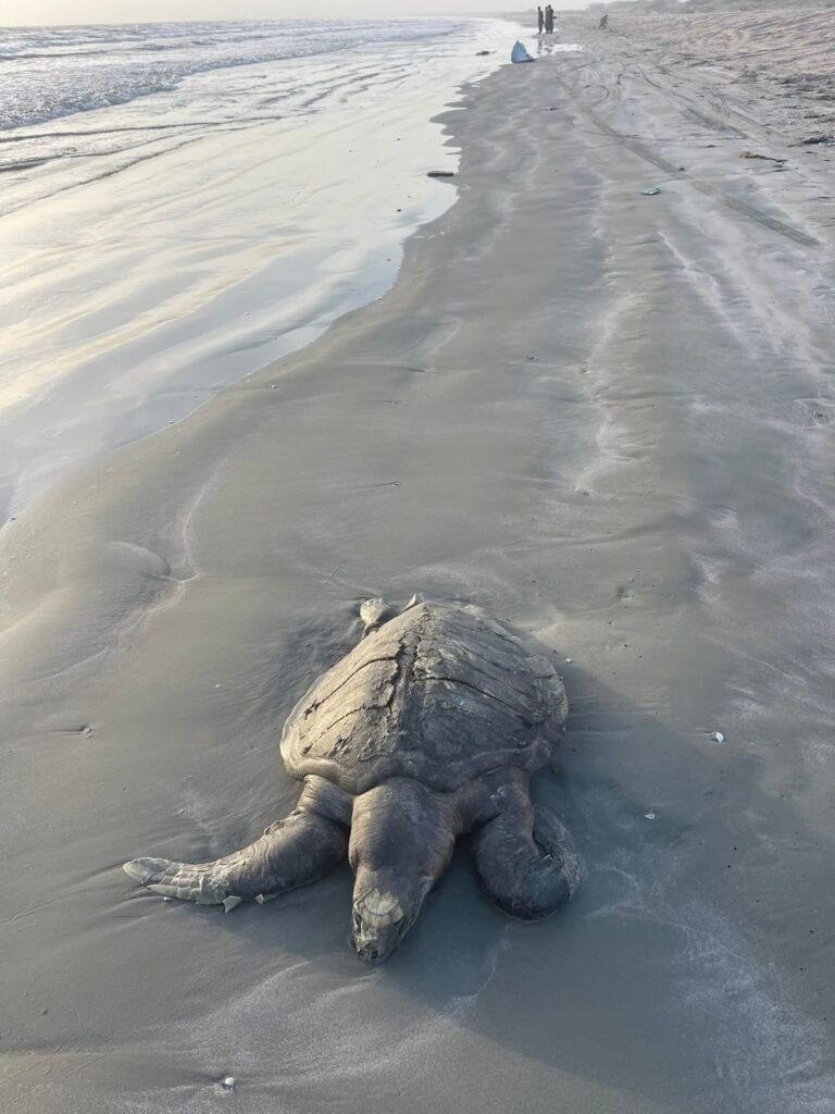 Four Sea Turtles Found Dead on Gwadar Coast