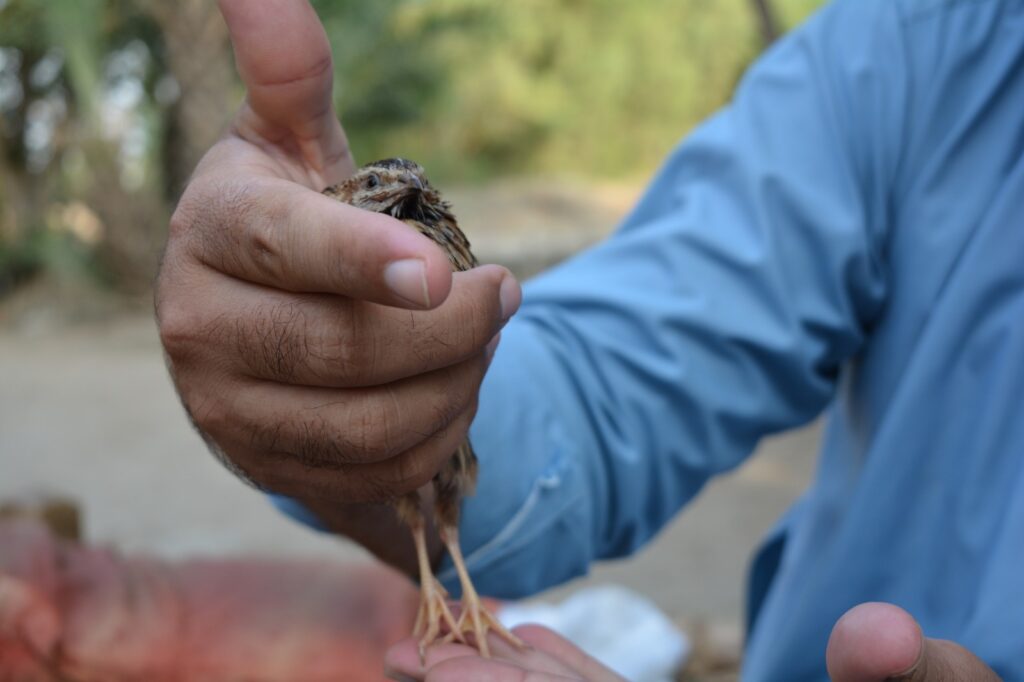 Wildlife is Disappearing in Bajaur