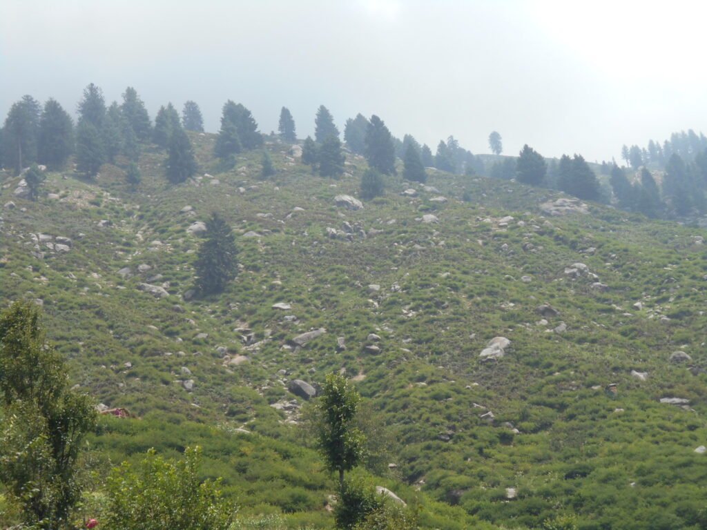 Will the REDD+ Programme Protect KP’s Forests?