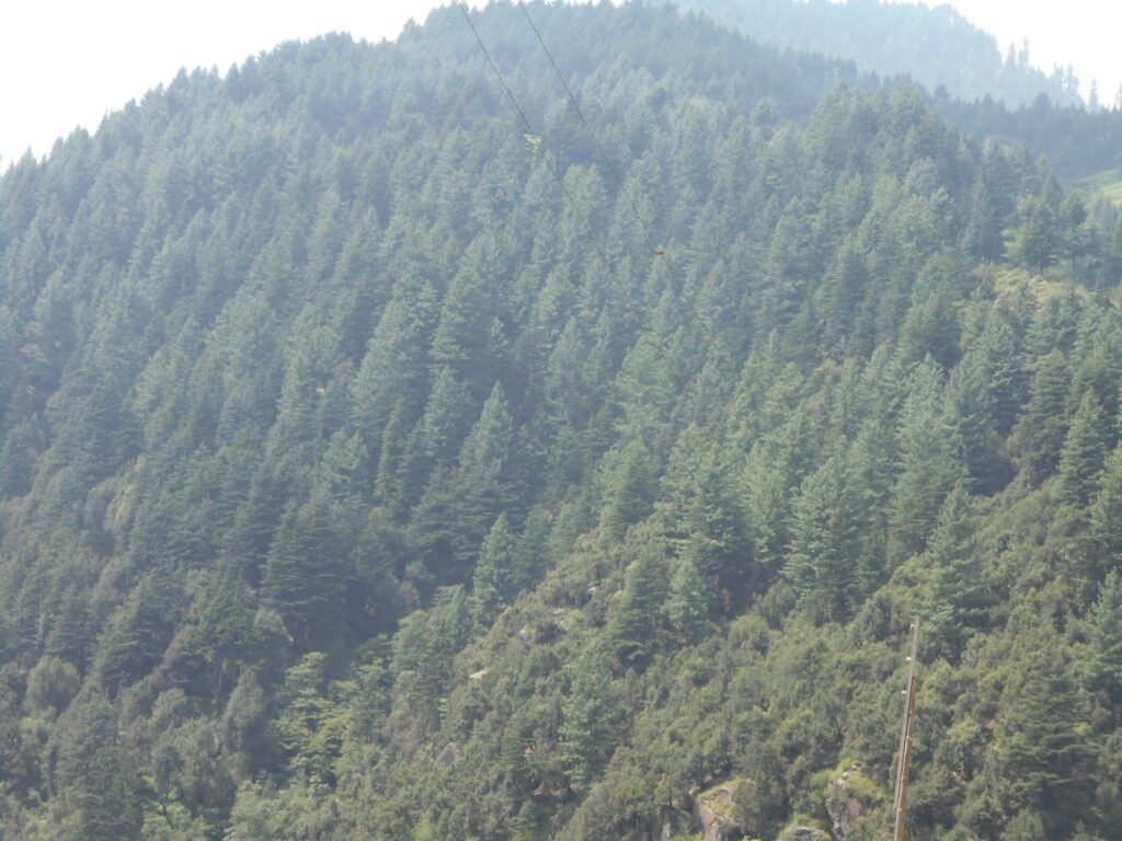 Will the REDD+ Programme Protect KP’s Forests?