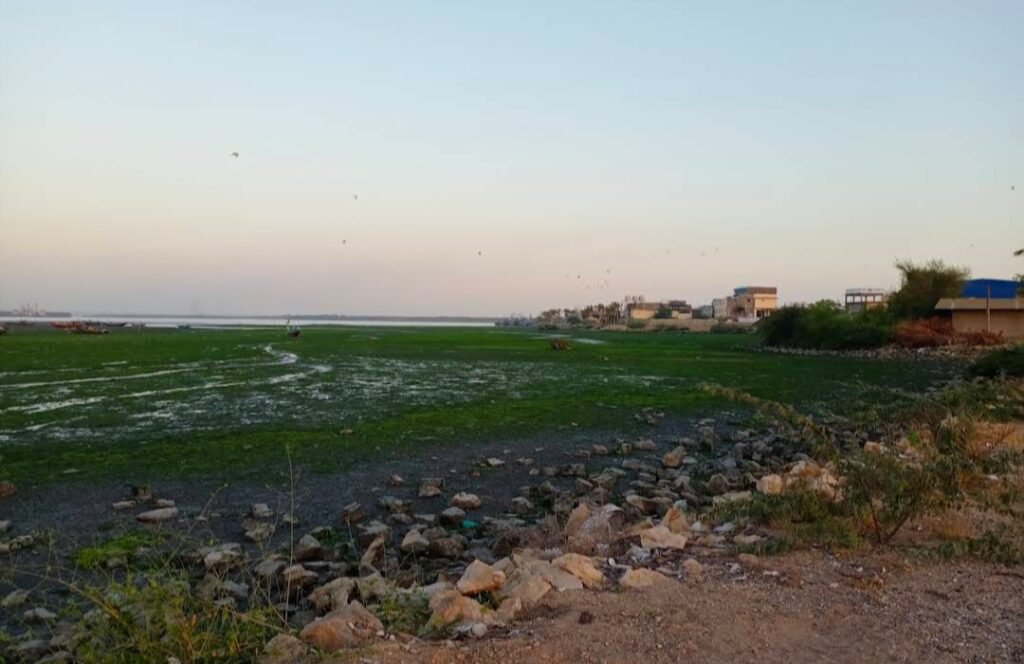 The Looming Ecological Crisis in Sindh