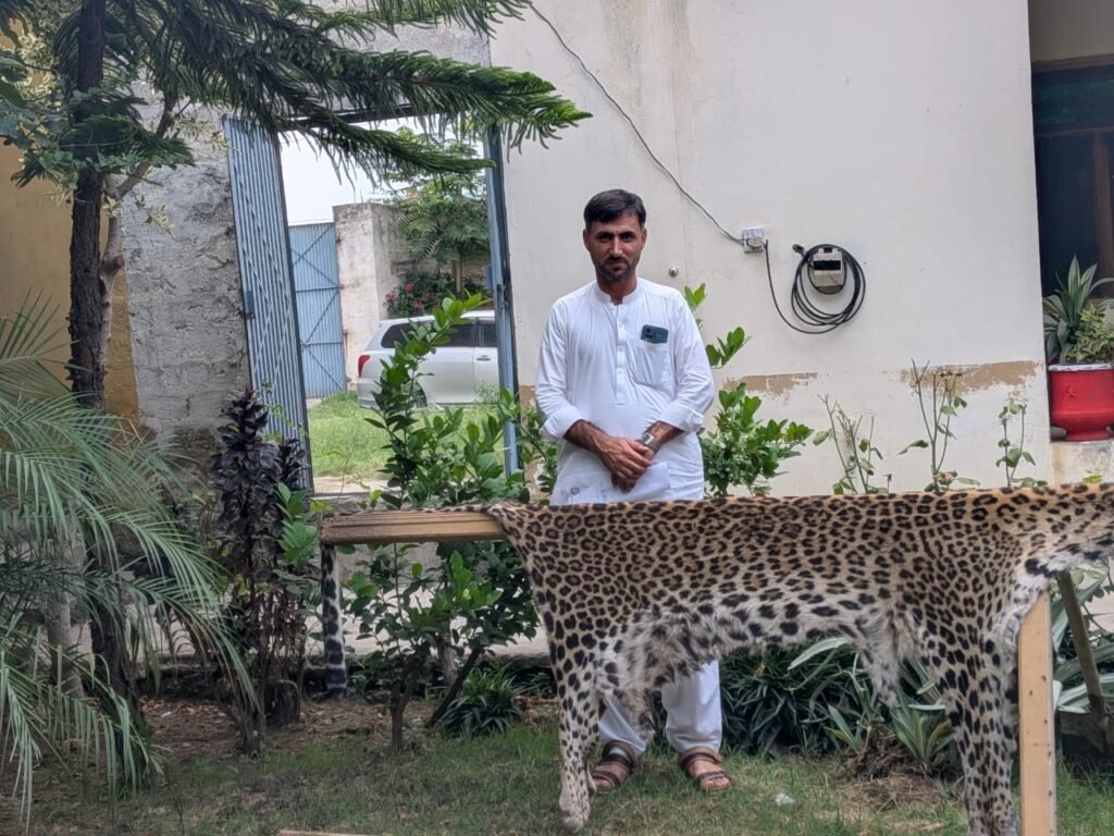 The Leopard That Became Victim of Human-Wildlife War
