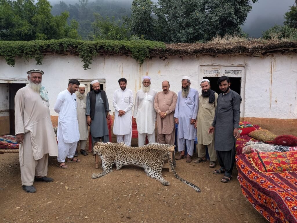 The Leopard That Became Victim of Human-Wildlife War