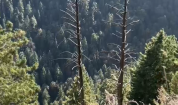 Walk Through History on Galiyat's Hidden Forest Trail