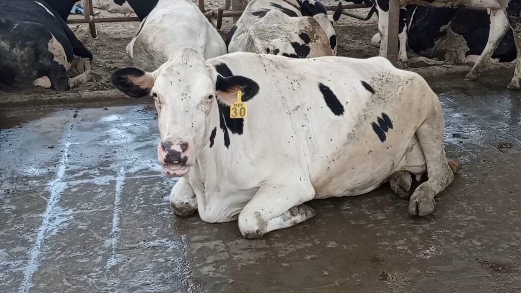 When Heat Steals Milk