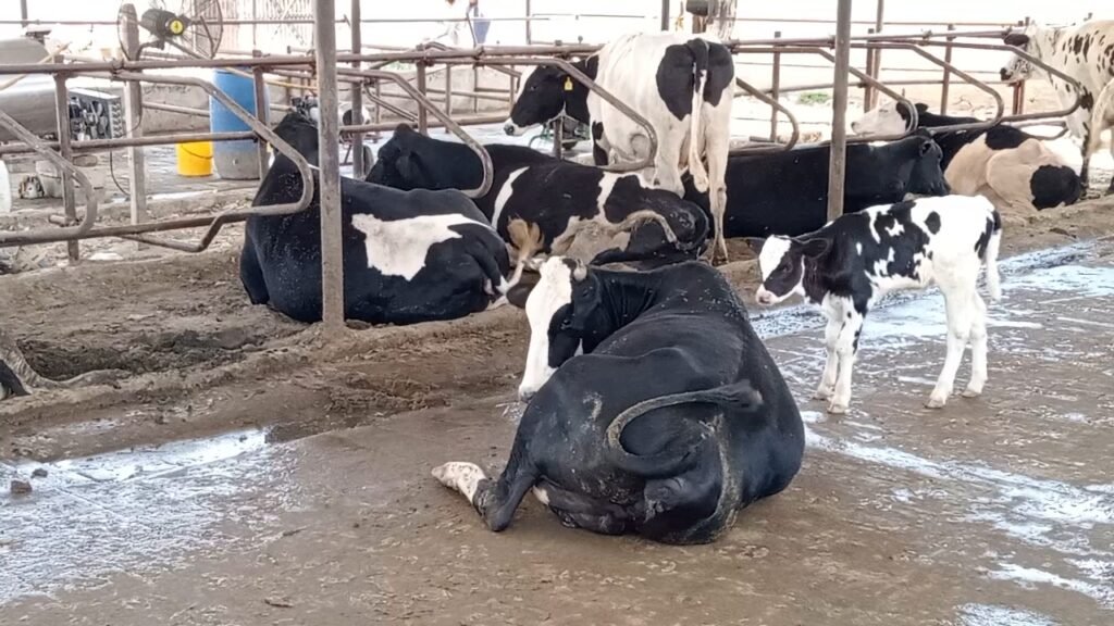 When Heat Steals Milk