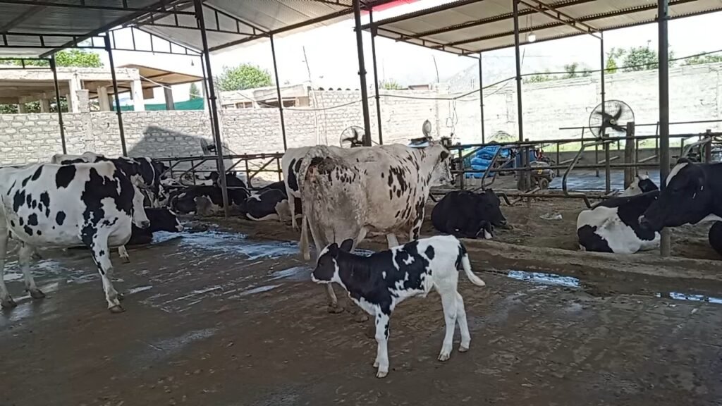 When Heat Steals Milk