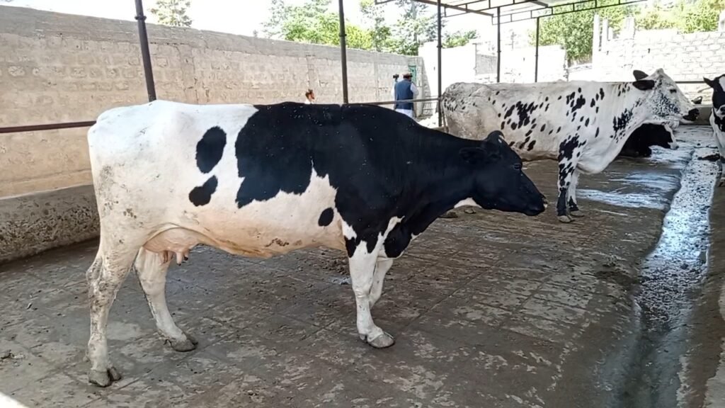 When Heat Steals Milk