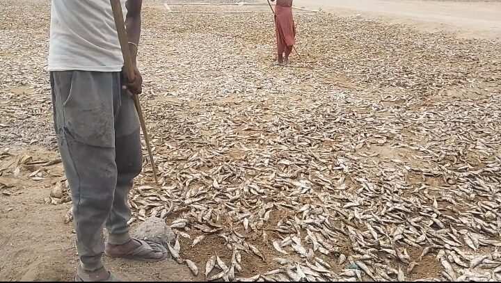 Beneath the harsh summer sun of Pasni, a centuries-old coastal tradition continues to survive, although its role has changed dramatically over the years. 